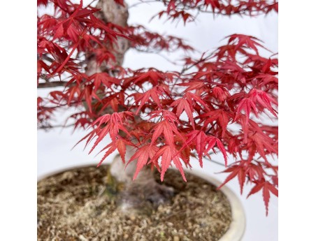 Acer palmatum deshojo - 67 cm