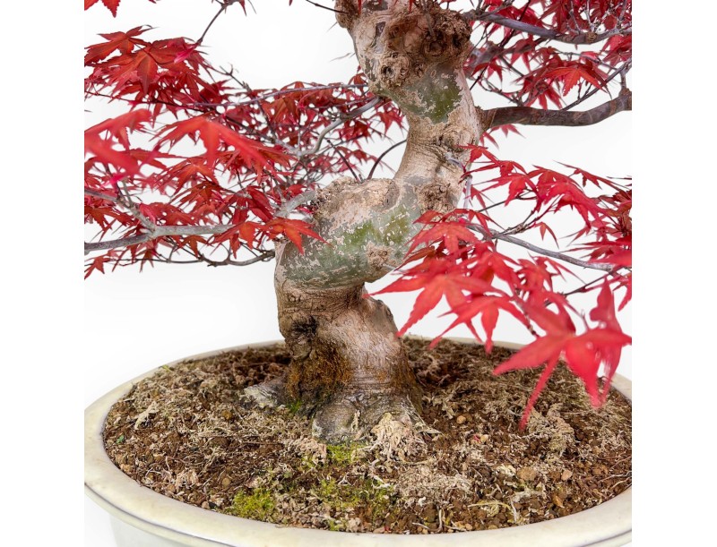 Acer palmatum deshojo - Acero - 67 cm