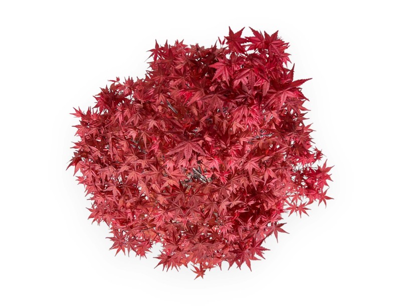 Acer palmatum deshojo - Acero - 67 cm