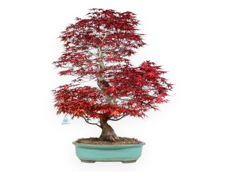Acer palmatum deshojo - Érable - 69 cm
