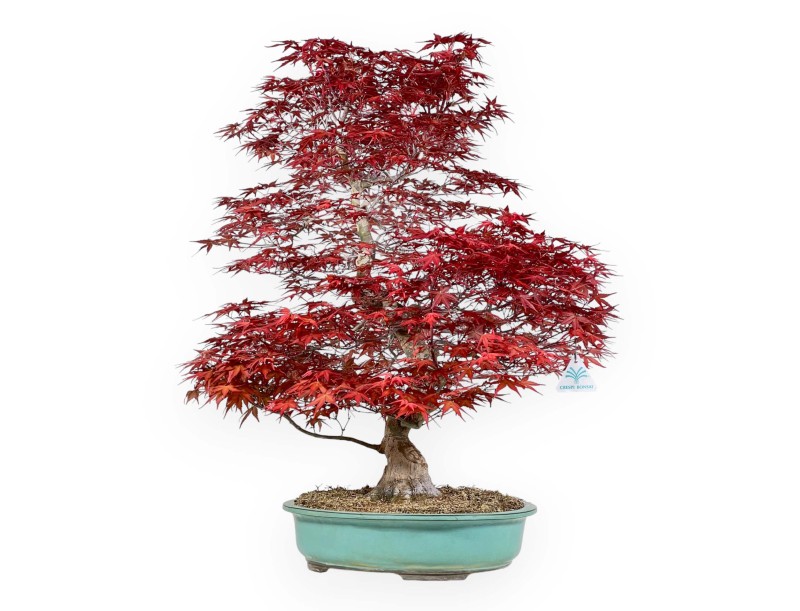 Acer palmatum deshojo - Acero - 69 cm