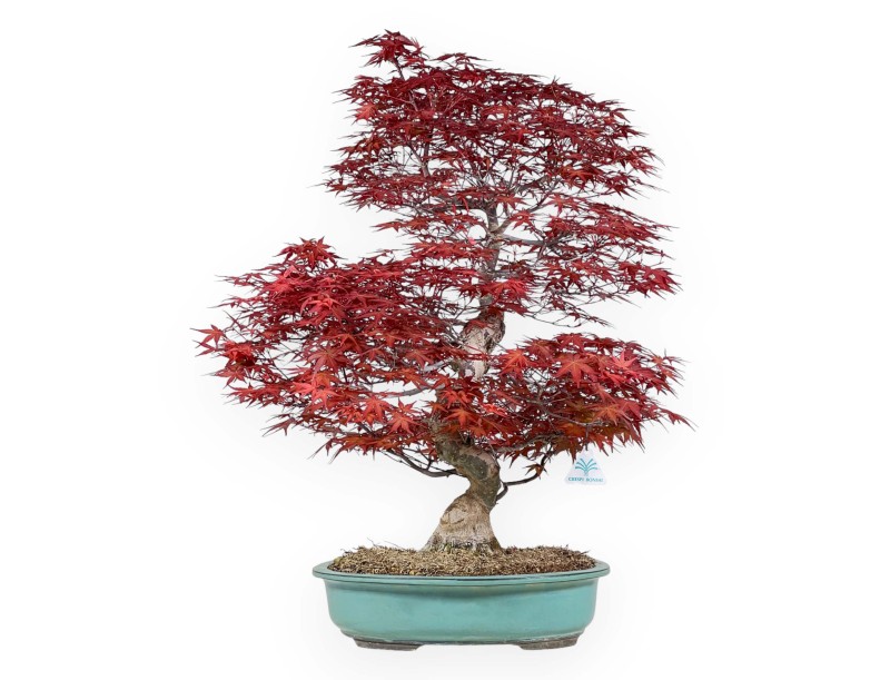 Acer palmatum deshojo - Maple - 69 cm