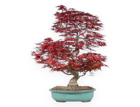 Acer palmatum deshojo - Acero - 69 cm
