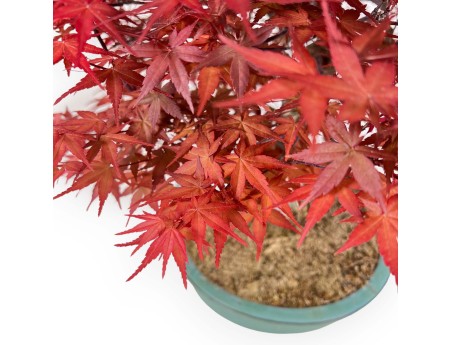 Acer palmatum deshojo - Érable - 69 cm