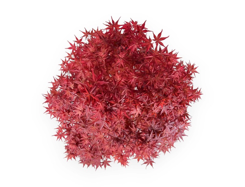 Acer palmatum deshojo - Maple - 69 cm