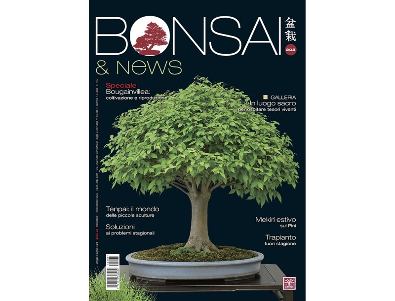 BONSAI & news 203 May-June 2024
