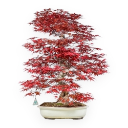 Acer palmatum deshojo - 68 cm