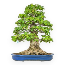 Acer Buergerianum - Érable - 76 cm