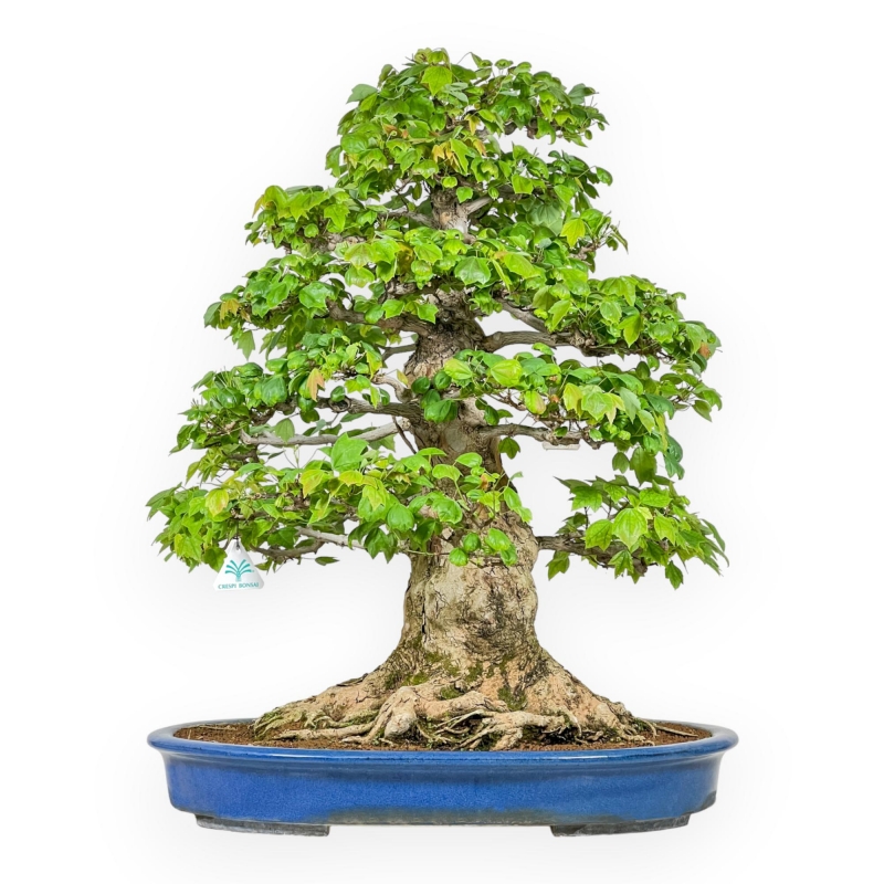 Acer Buergerianum - 76 cm