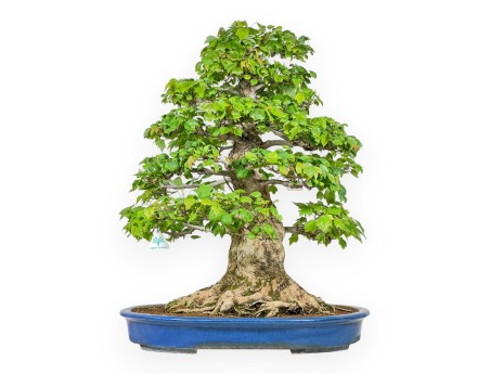 Acer Buergerianum - Acero - 76 cm