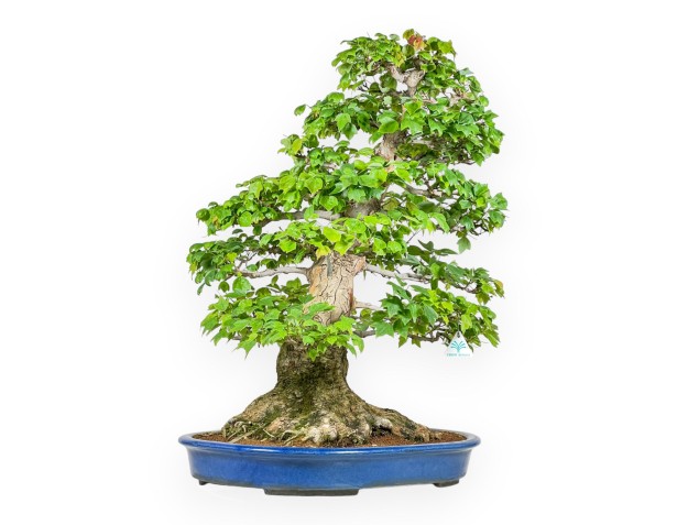 Acer Buergerianum - Maple - 76 cm 2