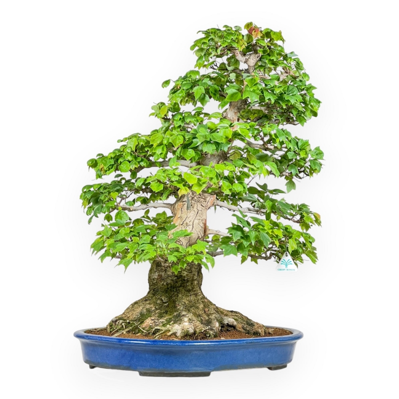 Acer Buergerianum - Maple - 76 cm