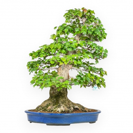 Acer Buergerianum - 76 cm