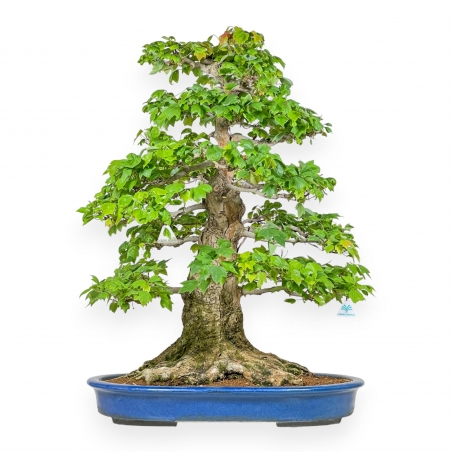 Acer Buergerianum - Acero - 76 cm