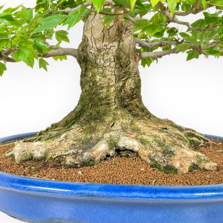 Acer Buergerianum - Érable - 76 cm