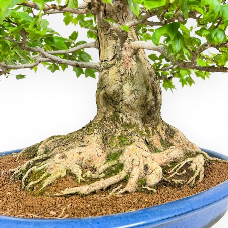 Acer Buergerianum - Érable - 76 cm