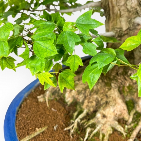 Acer Buergerianum - Érable - 76 cm