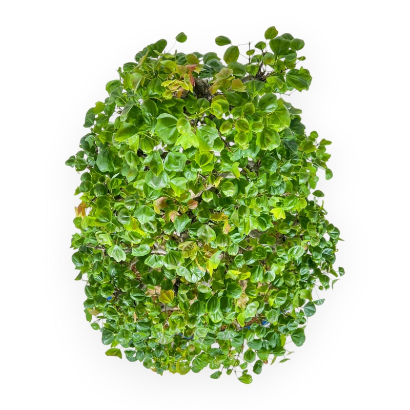 Acer Buergerianum - Acero - 76 cm