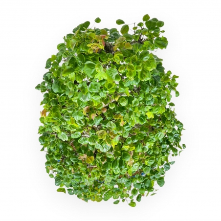 Acer Buergerianum - Maple - 76 cm