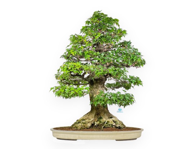 Acer Buergerianum - Acero - 92 cm