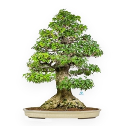Acer Buergerianum - Maple - 92 cm