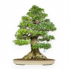 Acer Buergerianum - Acero - 92 cm