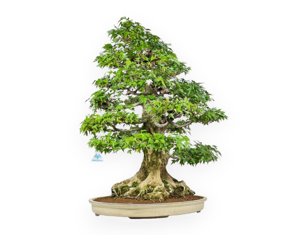 Acer Buergerianum - 92 cm 2