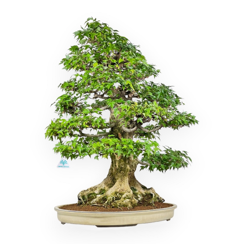 Acer Buergerianum - 92 cm