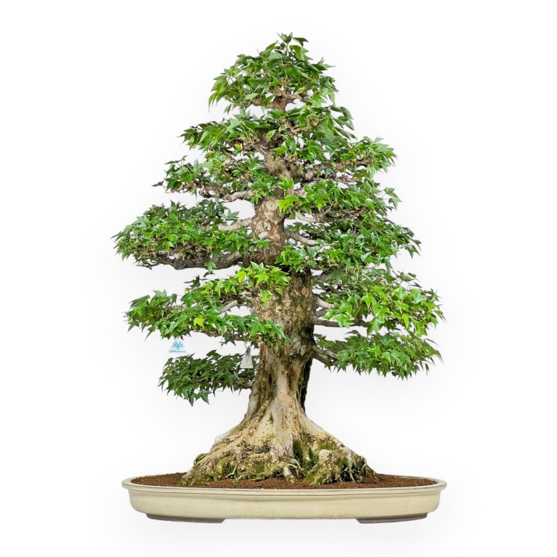 Acer Buergerianum - 92 cm