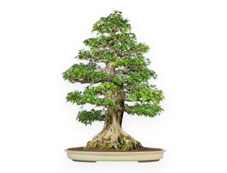 Acer Buergerianum - Érable - 92 cm