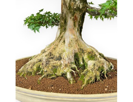 Acer Buergerianum - Érable - 92 cm