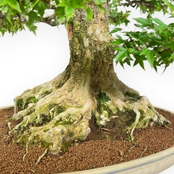 Acer Buergerianum - Maple - 92 cm