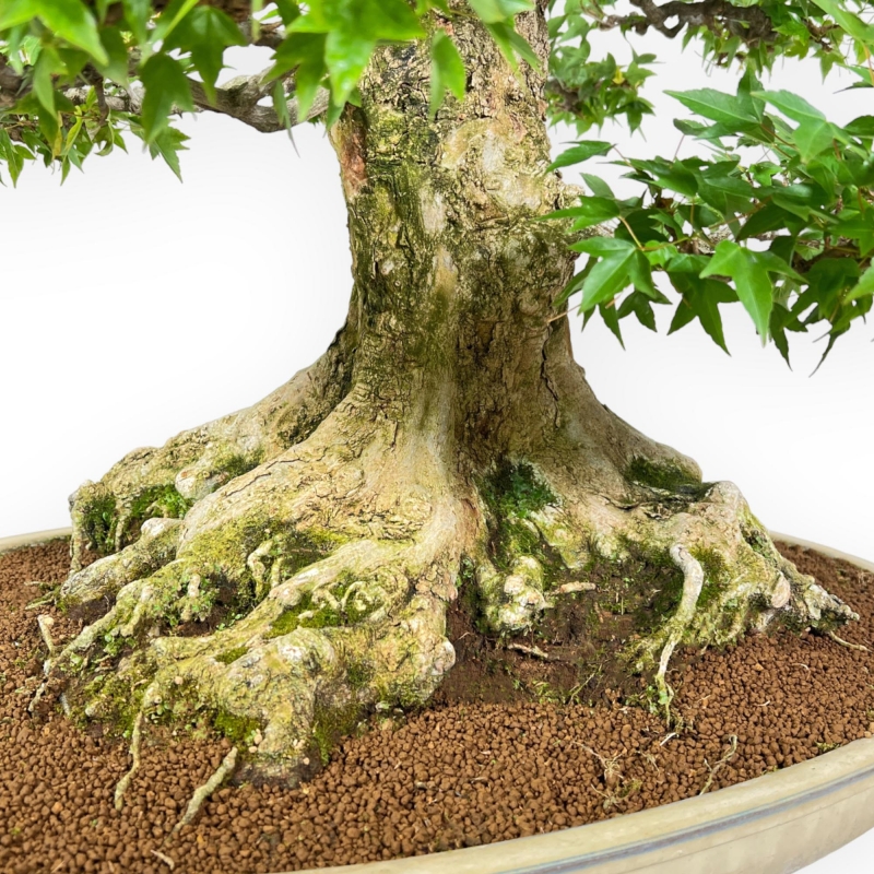 Acer Buergerianum - 92 cm