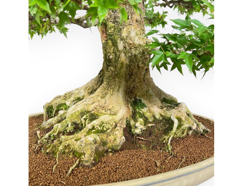 Acer Buergerianum - Acero - 92 cm