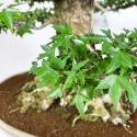 Acer Buergerianum - 92 cm