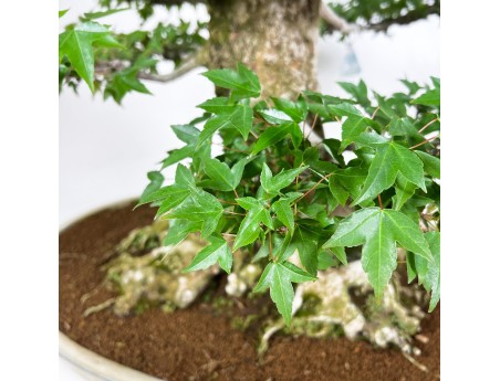 Acer Buergerianum - Érable - 92 cm