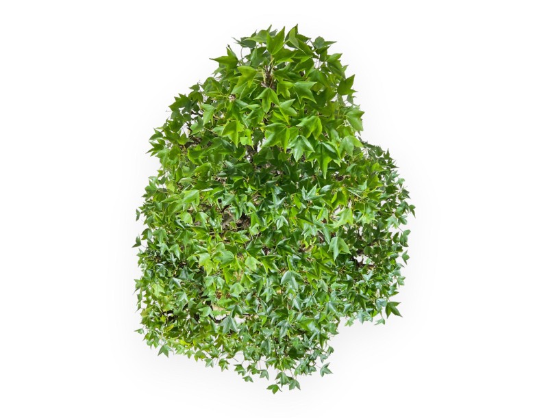 Acer Buergerianum - Maple - 92 cm