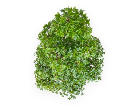 Acer Buergerianum - 92 cm