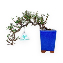 Cotoneaster - 19 cm