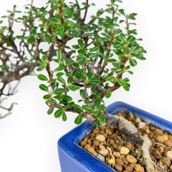 Cotoneaster - 19 cm
