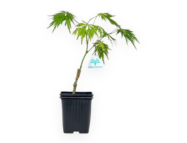 Acer Palmatum Dissectum - Acero - 30 cm