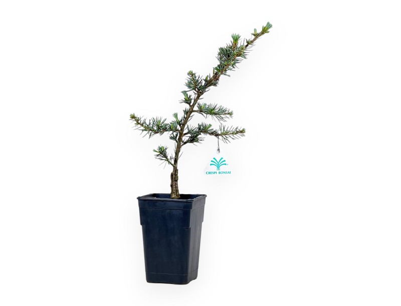 Cedrus Atlantica Glauca - Cedro - 39 cm