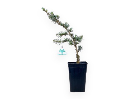 Cedrus Atlantica Glauca - Cedar - 39 cm