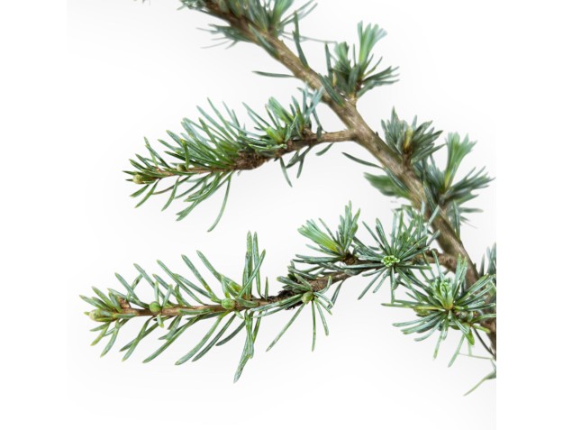 Cedrus Atlantica Glauca - Cèdre - 39 cm 2