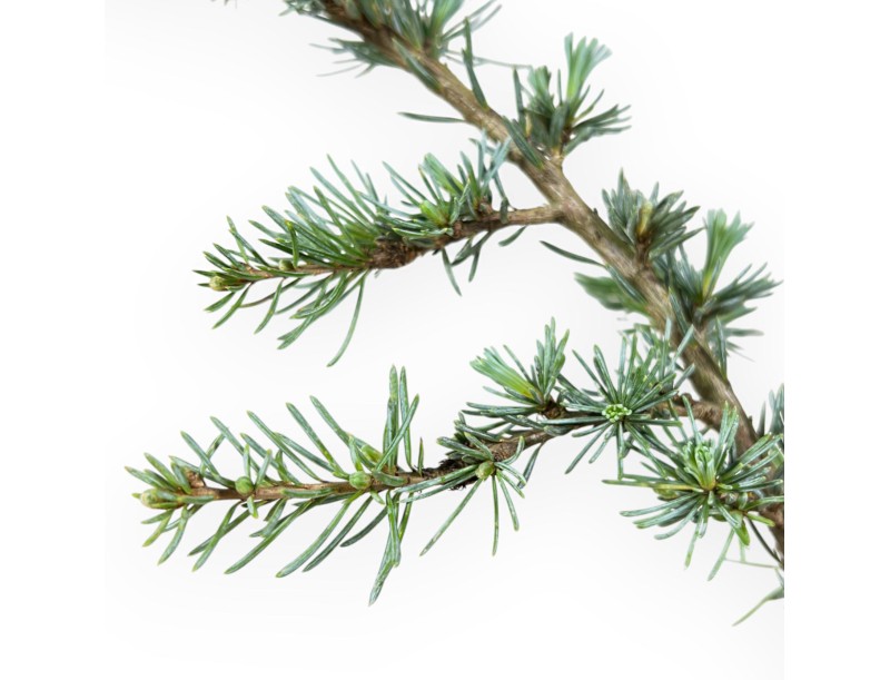 Cedrus Atlantica Glauca - Cedro - 39 cm