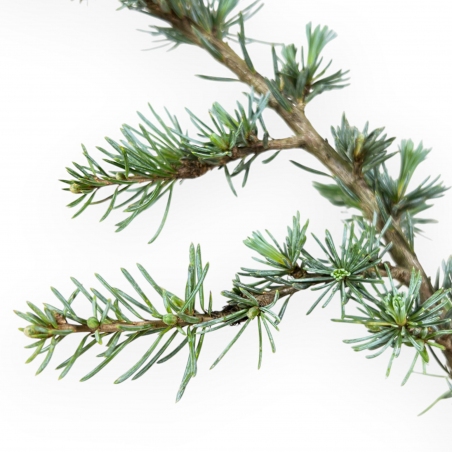 Cedrus Atlantica Glauca - Cedro - 39 cm
