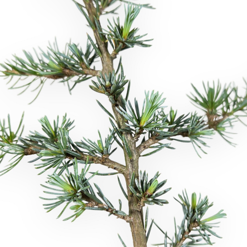 Cedrus Atlantica Glauca - Cedar - 39 cm