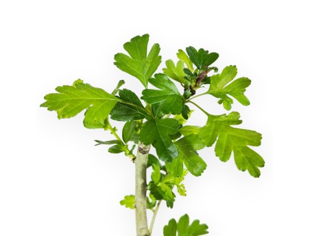 Crataegus Laevigata Paul's Scarlet - 36 cm