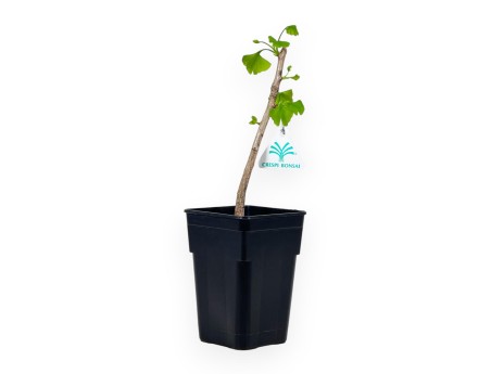Ginkgo Biloba - 31 cm