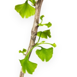 Ginkgo Biloba - 31 cm